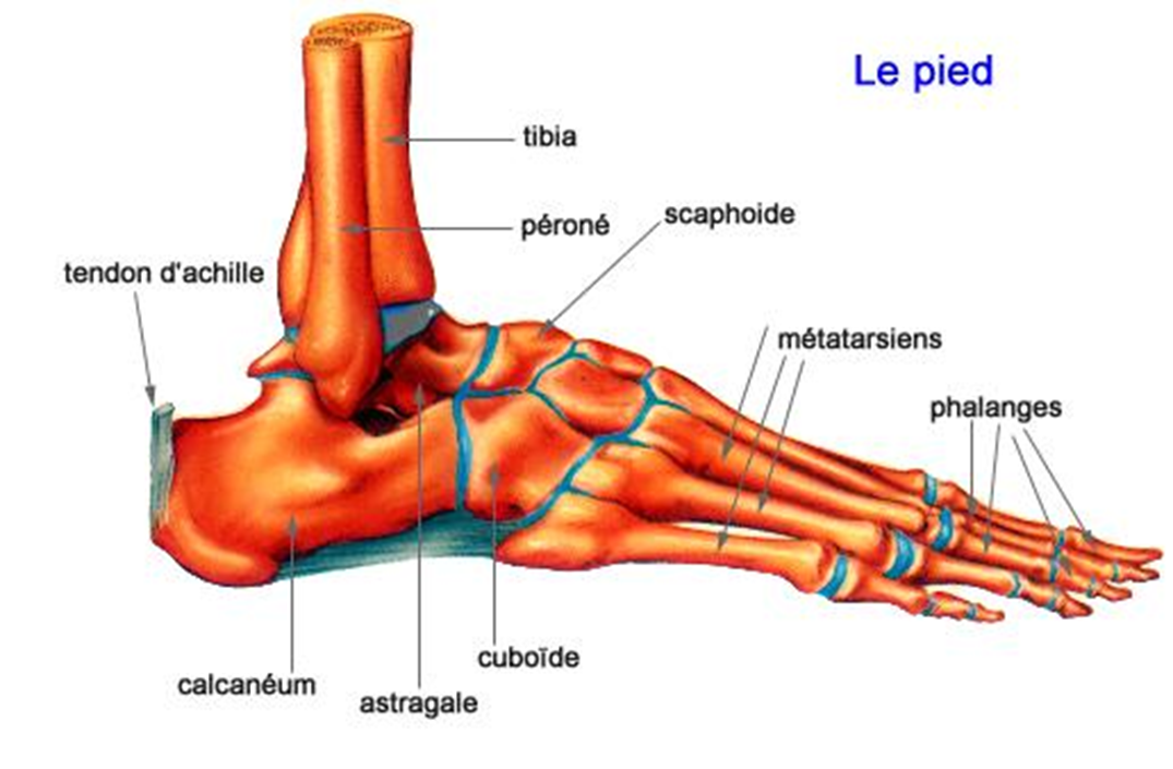 Les os du pied (vue de profil)