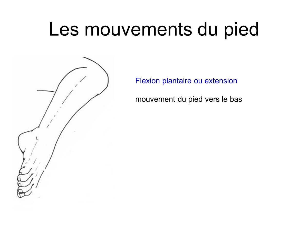 Les mouvements du pied