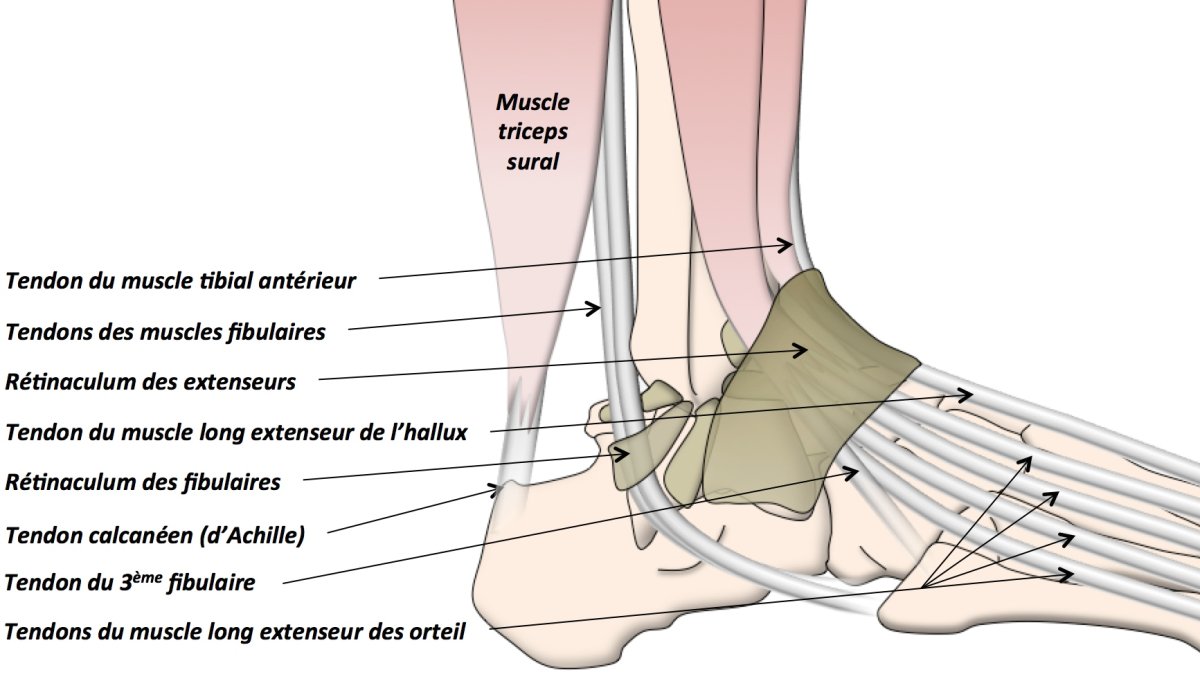 Muscles et tendons (vue latérale)