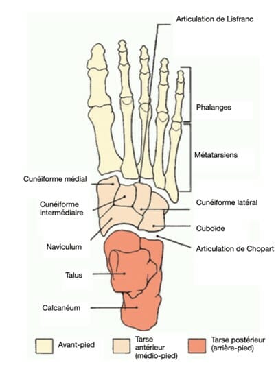 Les os du pied (vue de dessus)